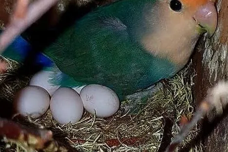 Nierozłączki czerwonoczelne młodzież jak i dojżałe pary, , Lubin