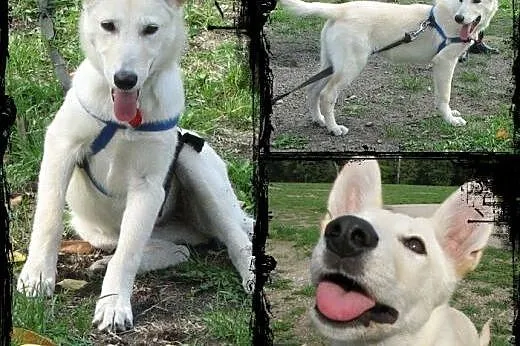 SUMMER- cudowny szczeniak mix husky do adopcji,  ś