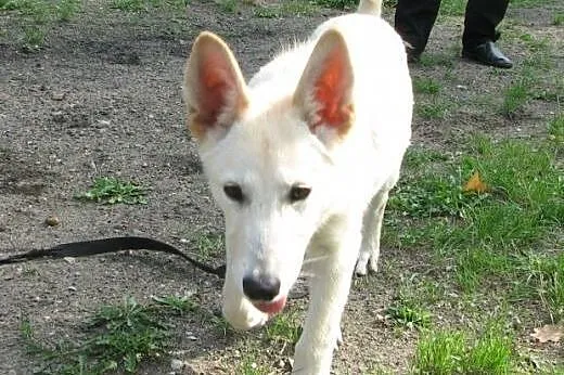 SUMMER- cudowny szczeniak mix husky do adopcji,  ś