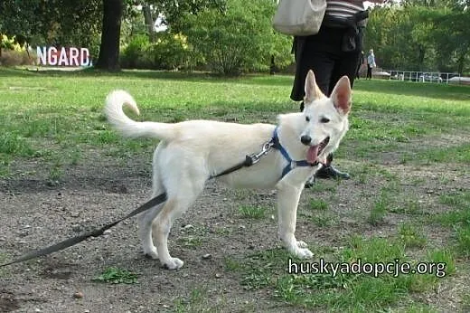 SUMMER- cudowny szczeniak mix husky do adopcji,  ś