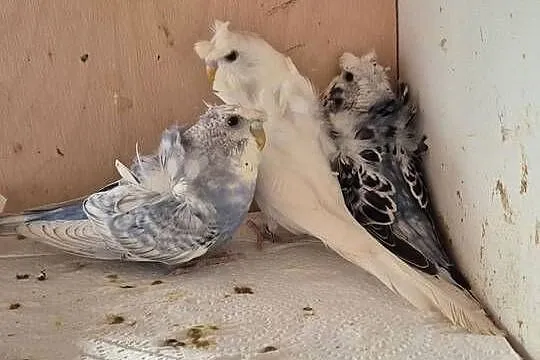 Papugi Faliste Helikoptery