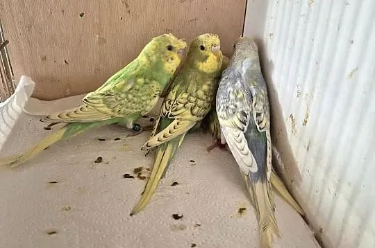 Papugi Faliste Helikoptery, Podkarpackie, Sędziszów Małopolski