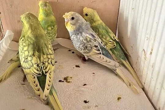 Papugi Faliste Helikoptery, Podkarpackie, Sędziszów Małopolski