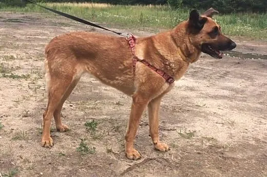 Kila wierna sunia, która z dnia na dzień straciła 