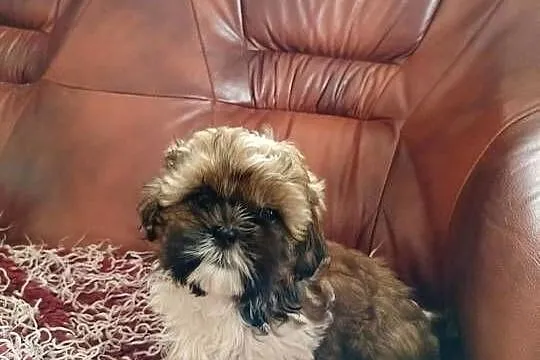 Shih Tzu