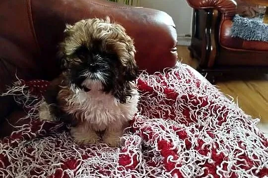 Shih Tzu, Świętokrzyskie, Pacanów
