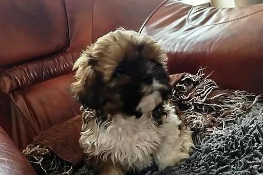 Shih Tzu, Świętokrzyskie, Pacanów