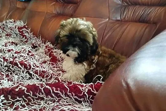 Shih Tzu, Świętokrzyskie, Pacanów