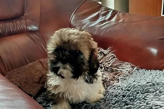 Shih Tzu, Świętokrzyskie, Pacanów