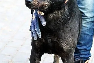 ROY - kto dojrzy go w tłumie?