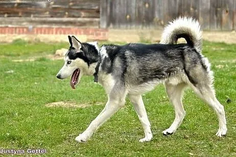 Frodo- hasior do adopcji,  mazowieckie Warszawa