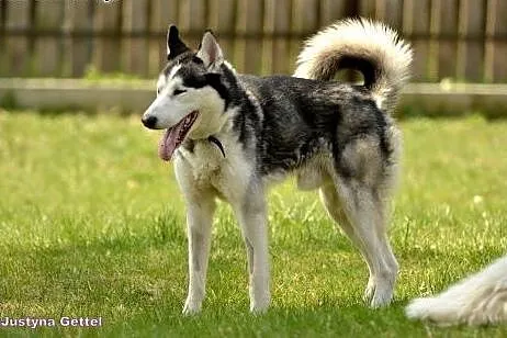 Frodo- hasior do adopcji,  mazowieckie Warszawa