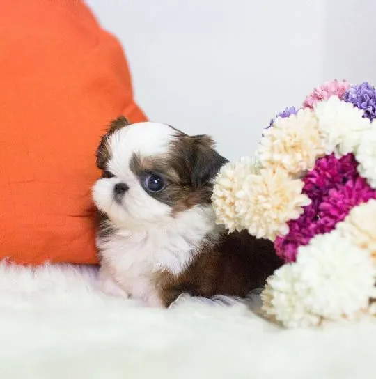 Miniaturowe szczenięta shih tzu dostępne od zaraz do adopcji., Mazowieckie, Warszawa