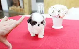 Miniaturowe szczenięta shih tzu dostępne od zaraz do adopcji.