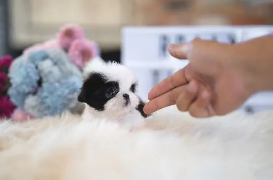 Miniaturowe szczenięta shih tzu dostępne od zaraz do adopcji., Mazowieckie, Warszawa