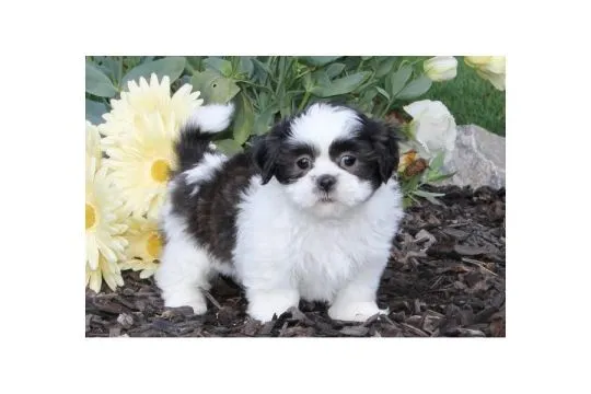 Miniaturowe szczenięta shih tzu dostępne od zaraz do adopcji., Mazowieckie, Warszawa