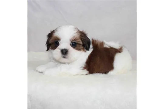 Miniaturowe szczenięta shih tzu dostępne od zaraz do adopcji., Mazowieckie, Warszawa
