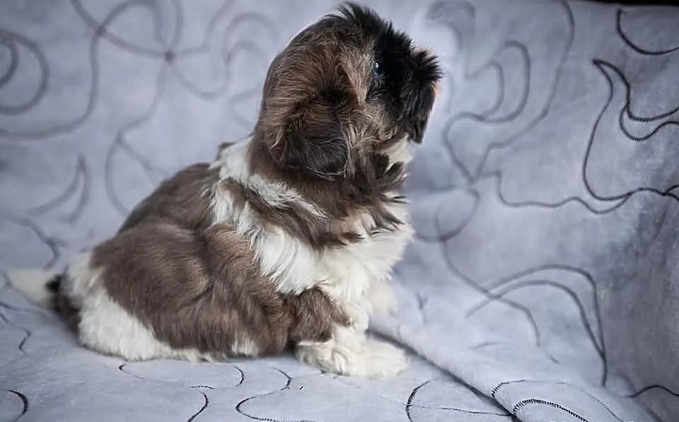 Śliczny shih tzu