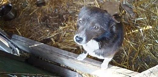 Uroczy Roki, mały psiak - adoptuj, a on odwzajemni