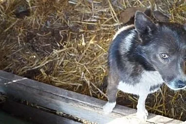 Uroczy Roki, mały psiak - adoptuj, a on odwzajemni