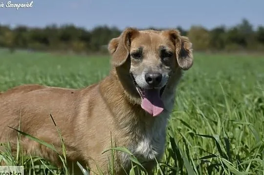 Clara - wciąż czeka na człowieka ..., , Dąbrówka