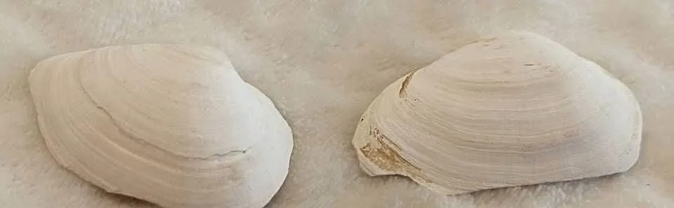 Muszle 2szt. 4,8cm, 73 (Kreatywne), Śląskie, Czeladź