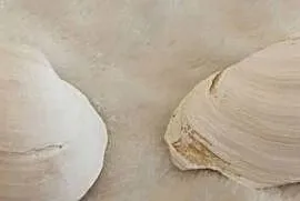 Muszle 2szt. 4,8cm, 73 (Kreatywne)