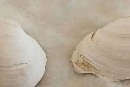 Muszle 2szt. 4,8cm, 73 (Kreatywne), Śląskie, Czeladź