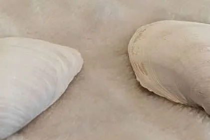 Muszle 2szt. 4,8cm, 73 (Kreatywne), Śląskie, Czeladź