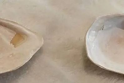 Muszle 2szt. 4,8cm, 73 (Kreatywne), Śląskie, Czeladź