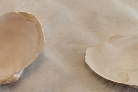 Muszle 2szt. 4,8cm, 73 (Kreatywne), Śląskie, Czeladź