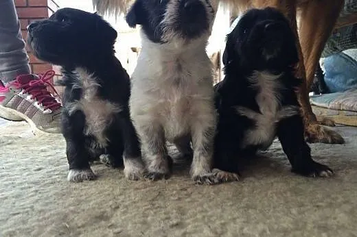 Molly szczeniak docelowo maly do adopcji ,  łódzki