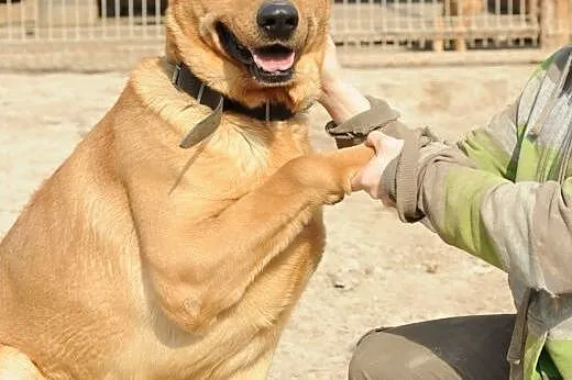 Inteligentny psiak Talar do adopcji ,  lubelskie Ś