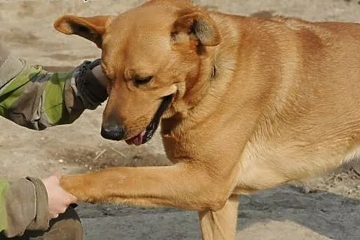 Inteligentny psiak Talar do adopcji ,  lubelskie Ś