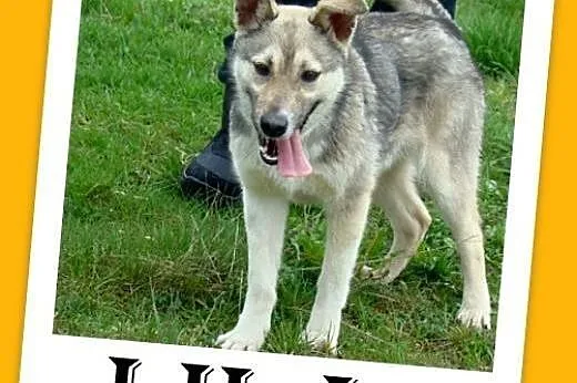 Wilczasta,młoda,łagodna,radosna,aktywna suczka LILA.Adopcja,  małopolskie Kraków