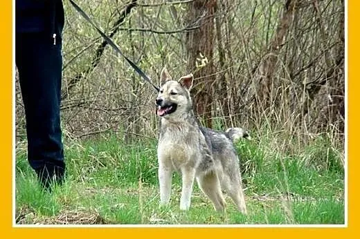 Wilczasta,młoda,łagodna,radosna,aktywna suczka LIL