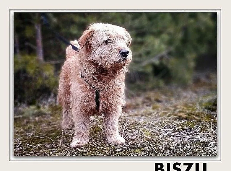 BISZU,11kg,średni,łagodny,domowy,szczepiony piesek.ADOPCJA, Mazowieckie, Warszawa