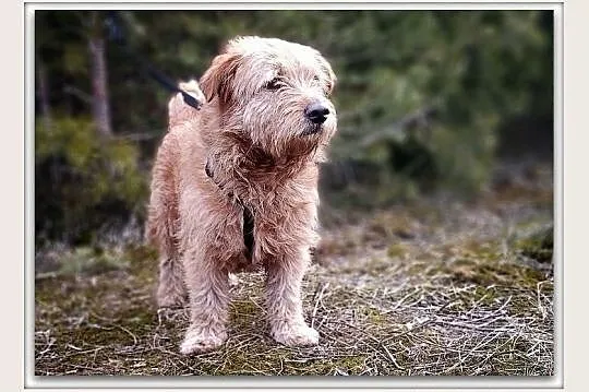BISZU,11kg,średni,łagodny,domowy,szczepiony piesek.ADOPCJA, Mazowieckie, Warszawa