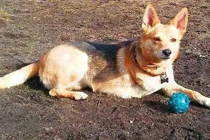 FABIA - 2 letnia, wesoła i kochana trójłapka do adopcji,  mazowieckie Warszawa