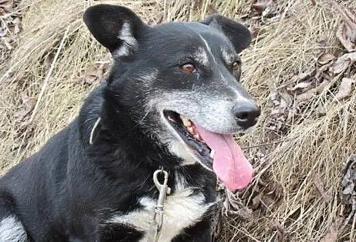 Lora - biegająca radość do adopcji, Kundelki cała