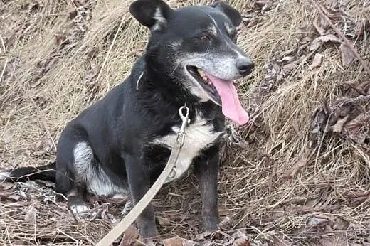 Lora - biegająca radość do adopcji,  Kundelki cała