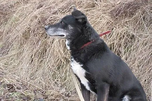 Lora - biegająca radość do adopcji,  Kundelki cała