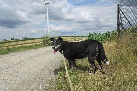 Lora - biegająca radość do adopcji,  Kundelki cała