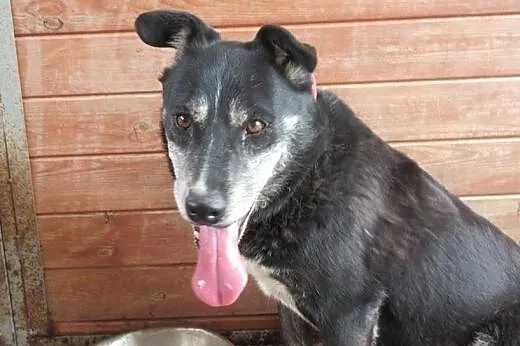 Lora - biegająca radość do adopcji,  Kundelki cała