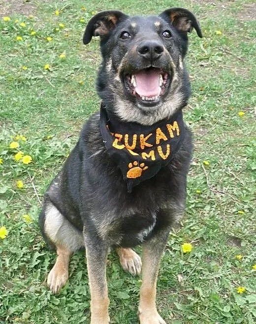 Aaaaaaadoptuj Dyzia! Daj dom!, mazowieckie Warsza