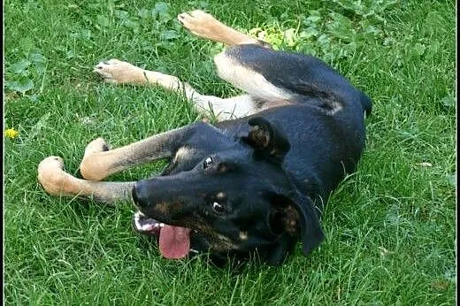 Aaaaaaadoptuj Dyzia! Daj dom!,  mazowieckie Warsza