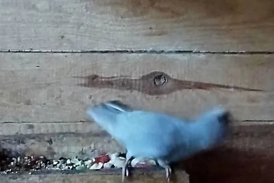 rozelle królewskie z tego roku, cena za 2szt, Mazowieckie, Sarnaki