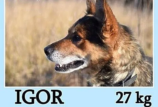 Średni 27 kg,przyjazny,radosny,towarzyski pies IGO