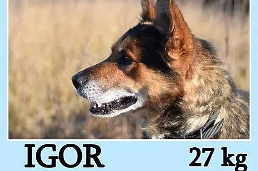 Średni 27 kg,przyjazny,radosny,towarzyski pies IGO