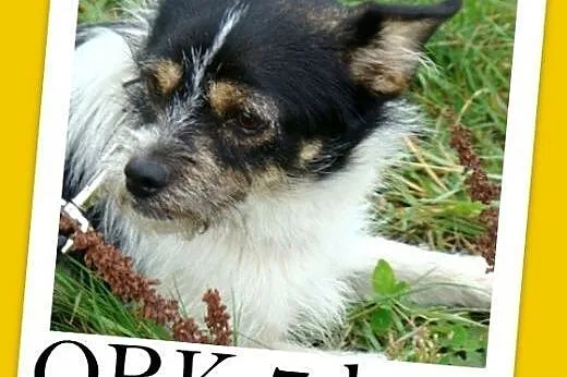 Mikropiesek ORK,rodzinny,grzeczny,spokojny,łagodny